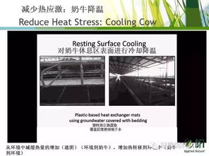 奶牛熱應(yīng)激管理的新視角 BFI反芻動物技術(shù)經(jīng)理Hassan Taweel博士的生物技術(shù)開發(fā)策略
